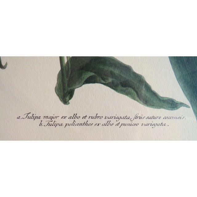 Traditional Set of 3 Botanical Lithograph Prints Tulips & Irises Floral Flowers Still Life Framed For Sale - Image 3 of 9