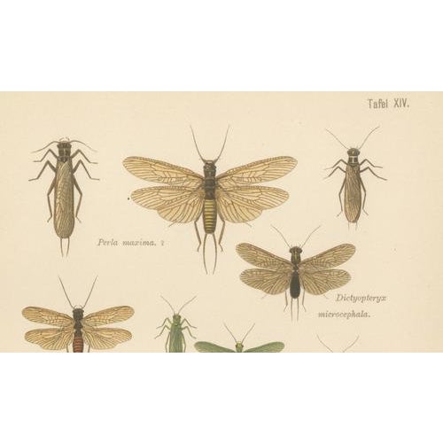 Entomological Lithographs from Die Geradflügler, Germany, 1908, Set of 2 For Sale - Image 9 of 12
