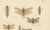 Entomological Lithographs from Die Geradflügler, Germany, 1908, Set of 2 For Sale - Image 9 of 12