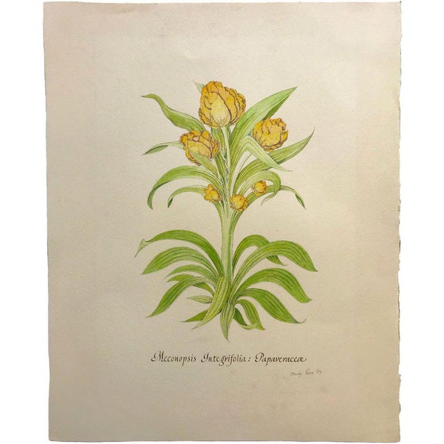 An original 1989 watercolour painting, Stanley Reece, Yellow Lampshade Poppy Flower (Meconopsis Integrifolia:...
