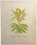 An original 1989 watercolour painting, Stanley Reece, Yellow Lampshade Poppy Flower (Meconopsis Integrifolia:...