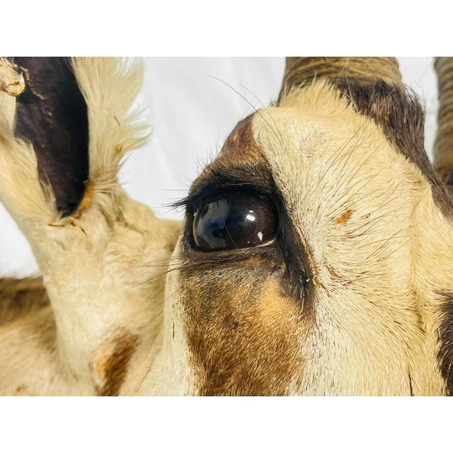 Vintage Mounted Antelope Taxidermy Wall Mount With Long Horns, Estate Find For Sale - Image 17 of 18