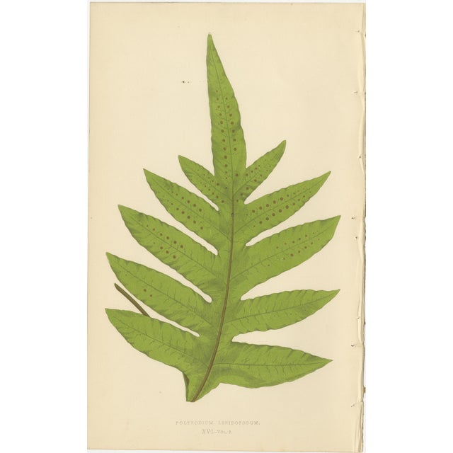 E.J. Lowe, Tropical Fern Lithograph Collection, 1856, Paper, Set of 6 For Sale - Image 6 of 10