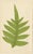 E.J. Lowe, Tropical Fern Lithograph Collection, 1856, Paper, Set of 6 For Sale - Image 6 of 10