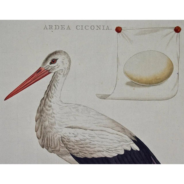 This is a rare 18th Century hand-colored large folio-sized copperplate engraving entitled "Ardea Ciconia" (White Stork) by...