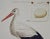 This is a rare 18th Century hand-colored large folio-sized copperplate engraving entitled "Ardea Ciconia" (White Stork) by...
