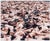 Spencer Tunick (American, b. 1967), Large Scale Nude Installation, Chromogenic Print, apparently unsigned, wood frame....