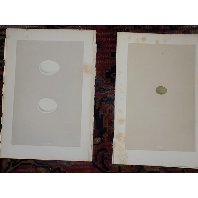 Antique 19th Century Hand Colored Egg Lithographs - Set of 12 For Sale In Cincinnati - Image 6 of 9