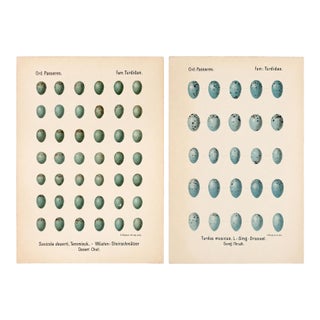 Pair of Antique Georg Krause Bird Egg Prints From Oologia Universalis Palaearctica, C. 1906–1913 — Folio Card Stock Plates For Sale