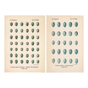 Pair of Antique Georg Krause Bird Egg Prints From Oologia Universalis Palaearctica, C. 1906–1913 — Folio Card Stock Plates