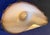 17" Nautical-Style Hand Blown 3-Lb Centerpiece Art-Glass Conch For Sale - Image 11 of 14
