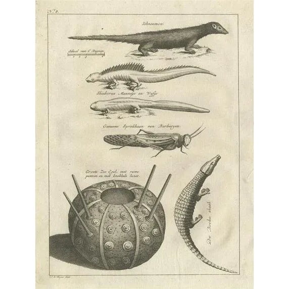 Shaw, Lizards, Locust, Mongoose and a Sea Urchin, 1773, Engraving For Sale - Image 6 of 6