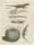 Shaw, Lizards, Locust, Mongoose and a Sea Urchin, 1773, Engraving For Sale - Image 6 of 6