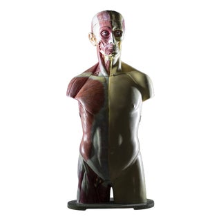Anatomical Torso Model, East Germany, 1950s For Sale