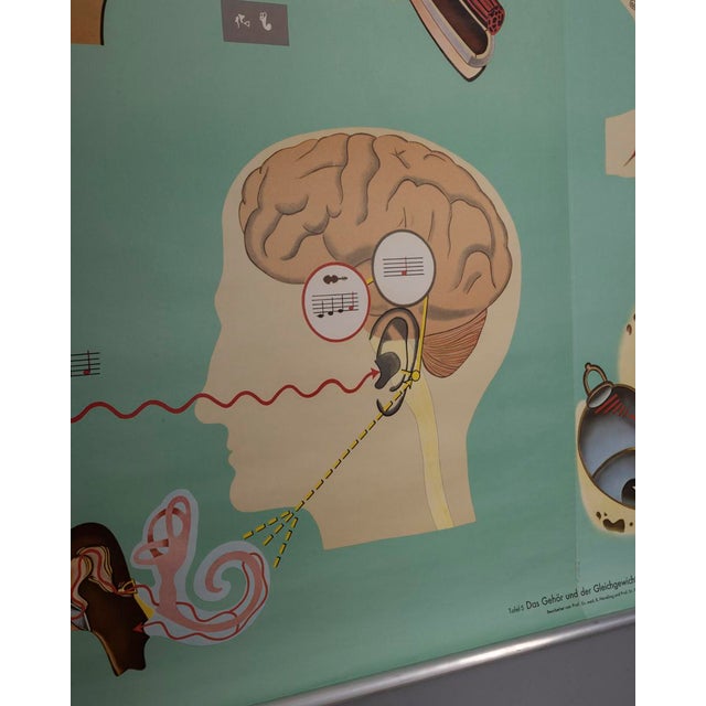 Metal Vintage School Poster Hearing and Balance from Lehrmittelverlag Wilhelm Hagemann, 1970s For Sale - Image 7 of 10