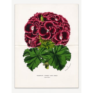 Antique Louis Van Houtte Botanical Lithograph, C. 1850 – Hand-Colored Double-Page Folio Plate For Sale