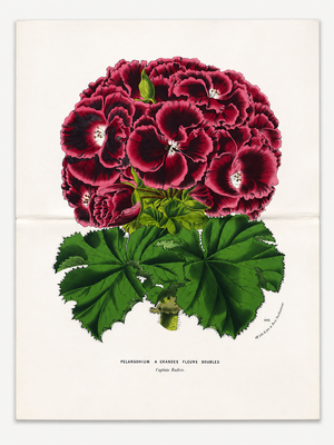Antique Louis Van Houtte Botanical Lithograph, C. 1850 – Hand-Colored Double-Page Folio Plate