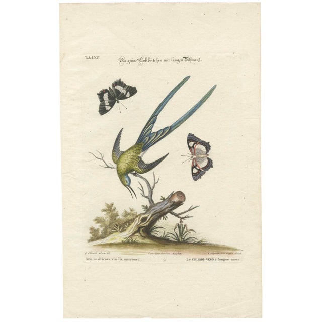 After Edwards, Long-Tailed Green Hummingbird, 1770, Print For Sale - Image 3 of 3