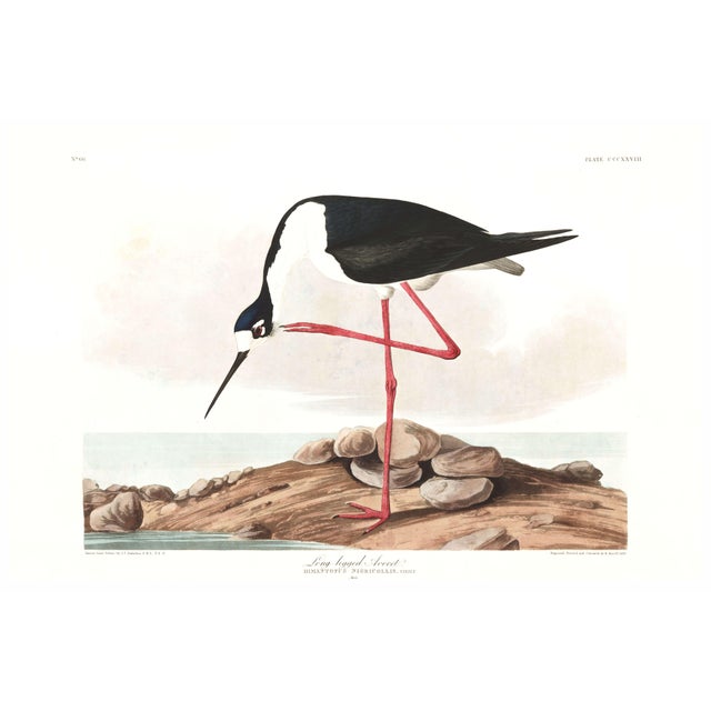 John James Audubon The Audubon Avocet Collection, Museum Style Shorebird Diptych, 36" X 24" For Sale - Image 4 of 10