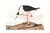 John James Audubon The Audubon Avocet Collection, Museum Style Shorebird Diptych, 36" X 24" For Sale - Image 4 of 10