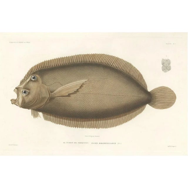 Marquises Turbot, Hand-Colored Lithograph, 1845 For Sale - Image 11 of 11
