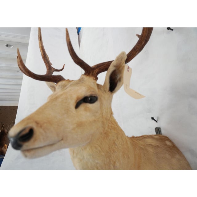 Leucistic Fallow Deer Head Bust Mount For Sale - Image 14 of 18