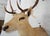 Leucistic Fallow Deer Head Bust Mount For Sale - Image 14 of 18