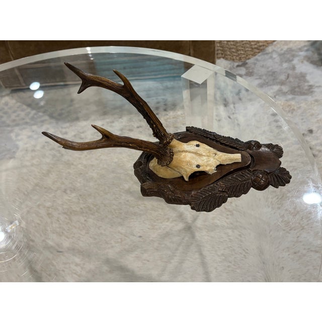 Early 20th Century Antique Black Forest Roe Deer Trophy Antler Mount - (#3 of 3 Individual Mounts Listed) For Sale - Image 5 of 12