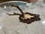 Early 20th Century Antique Black Forest Roe Deer Trophy Antler Mount - (#3 of 3 Individual Mounts Listed) For Sale - Image 5 of 12