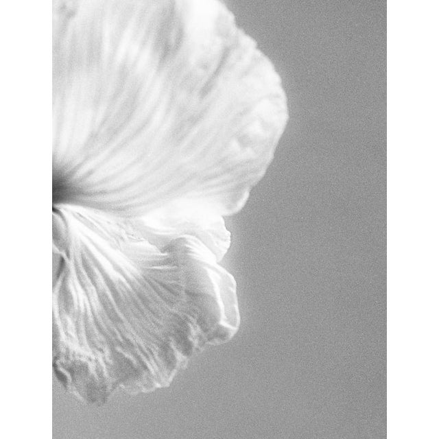 Poppy’ photographed in London, United Kingdom 2023. It is a still life black and white film photograph, made with a large...