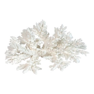 Natural Branch Coral Specimen For Sale