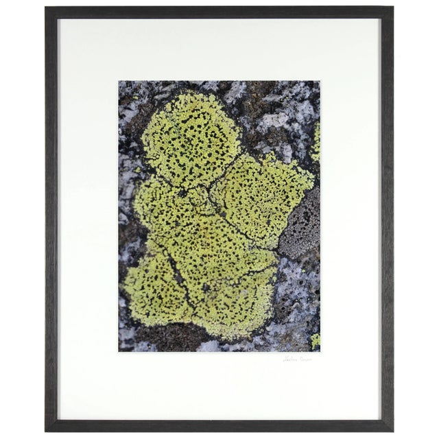 Contemporary Gaétan Caron "Chérubin" Lichen, Mendocino, Ca Photograph, 2014 For Sale - Image 3 of 5