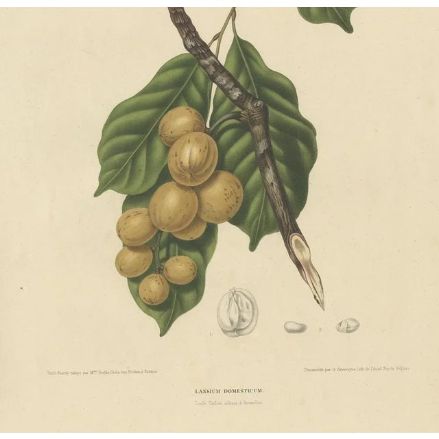 Berthe Hoola van Nooten, Lansium Domesticum Langsat Botanical, 1863, Lithograph For Sale - Image 4 of 10