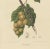 Berthe Hoola van Nooten, Lansium Domesticum Langsat Botanical, 1863, Lithograph For Sale - Image 4 of 10