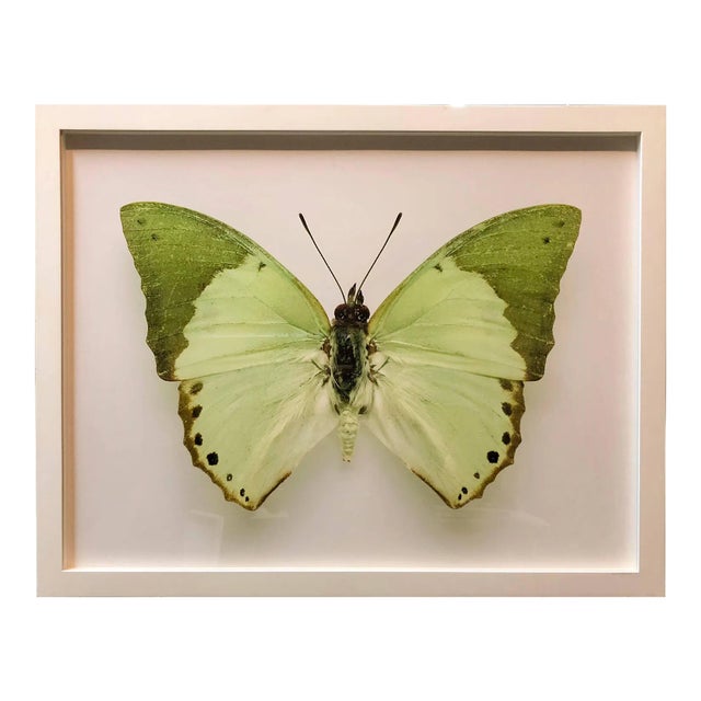 Elisabeth Montagnier, Butterfly, Modern French Framed Photograph For Sale
