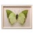 Elisabeth Montagnier, Butterfly, Modern French Framed Photograph For Sale