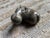 Figurative Carved Stone Hippopotamus Group, Zimbabwe, Set of Three For Sale - Image 3 of 13