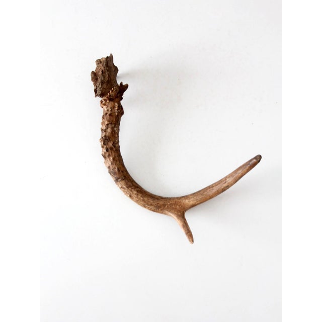 Naturally shed deer antler with rich, weathered coloration, pronounced burr detail, and a graceful sweeping form. Each...