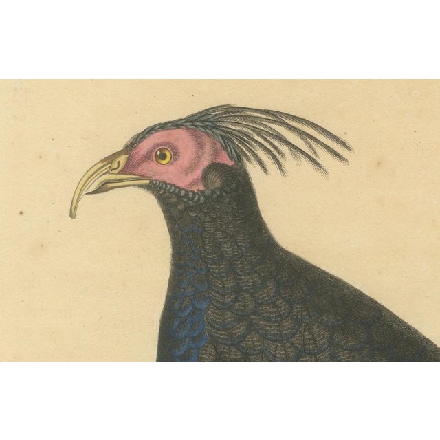 Prêtre, Himalayan Monal, 1808, Hand-Colored Engraving For Sale - Image 4 of 6