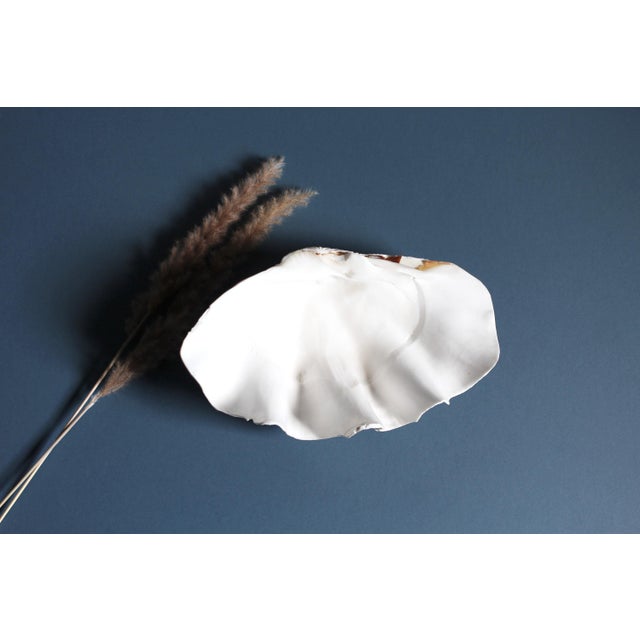 A large giant clam shell cleaned and impressive for a decorative object. Could be used for serving or as a bowl. Large...