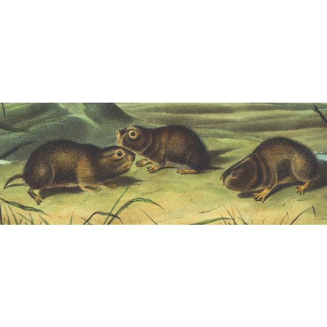 Original first edition Audubon stone lithograph from "The Viviparous Quadrupeds of North America", octavo edition, printed...
