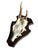 Roe deer trophy mounted on a wooden plaque