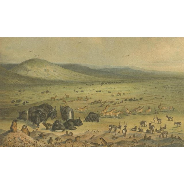 Late 19th Century German School after Nikolai Przhevalsky, Wildlife of the Central Asian Steppe Natural History Lithograph, 1883, Lithograph For Sale - Image 5 of 9