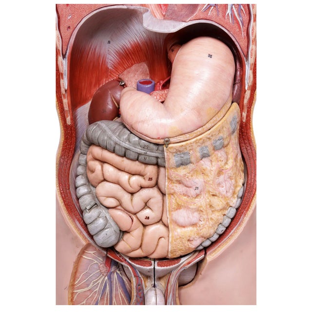 1950s The Modular Anatomical Torso: Somso Model Bs 23 For Sale In Austin - Image 6 of 14