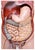 1950s The Modular Anatomical Torso: Somso Model Bs 23 For Sale In Austin - Image 6 of 14