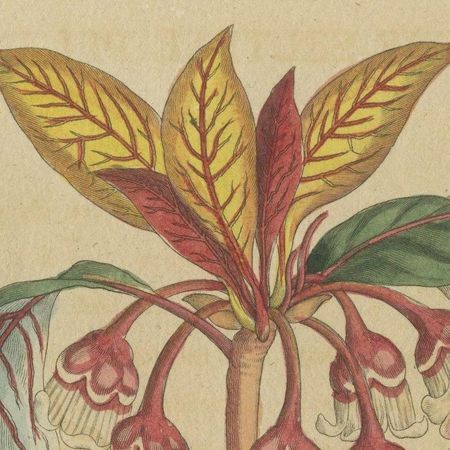 Bertuch, Flowering Shrub with Red Blossom, 1815, Print For Sale - Image 4 of 12