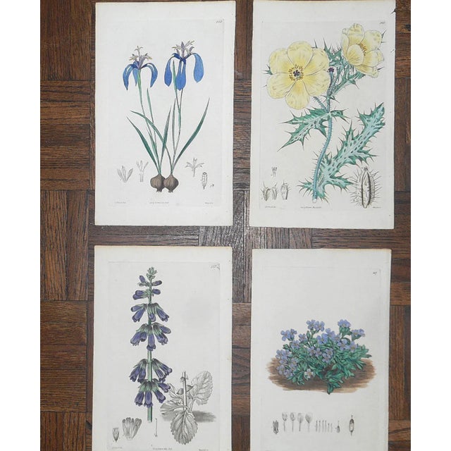This group of twelve (12) authentic antique 19th C. botanical engravings depict several varieties of flowering botanicals....