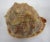 Nautical Vintage King Helmet Conch Shell Specimen For Sale - Image 3 of 8