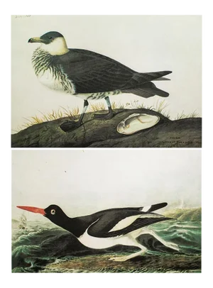 1966 Vintage Cottage Print "Pomarine Jager & American Oyster-Catcher" After John James Audubon