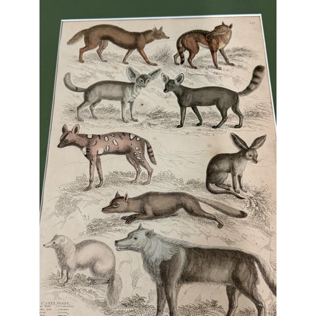 1835 Thomas Brown Hand-Colored Canid Engraving | Archivally Matted 12x16 For Sale - Image 9 of 9